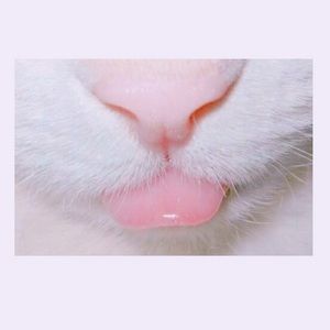 Meet your Posher, Joyce